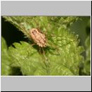 Rilaena triangularis - Weberknecht 06.jpg